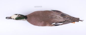 Media type: image;   Ornithology 180698